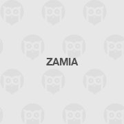 Zamia