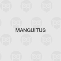 Manguitus